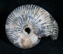 Pyritized Ammonite From Russia - #7293-1